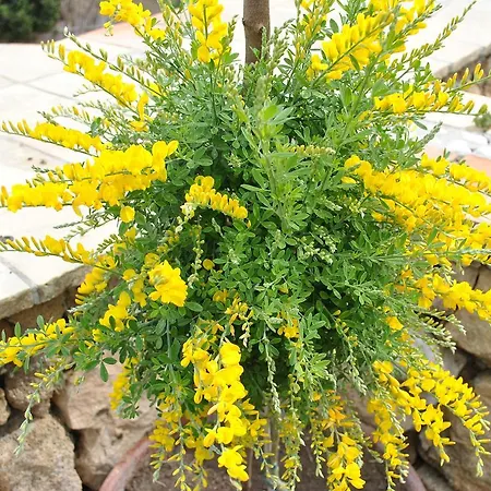 Al Palmento Cruillas Oda ve Kahvaltı Siraküza