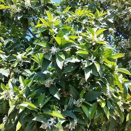 Oda ve Kahvaltı Al Palmento Cruillas 3*