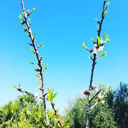 Al Palmento Cruillas