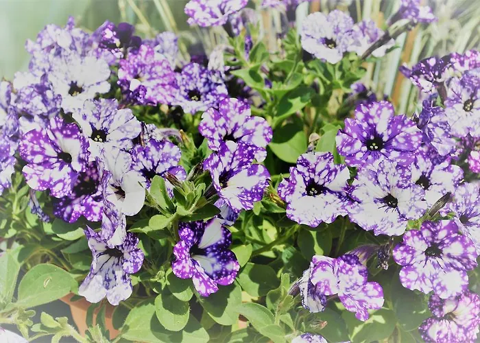 Al Palmento Cruillas