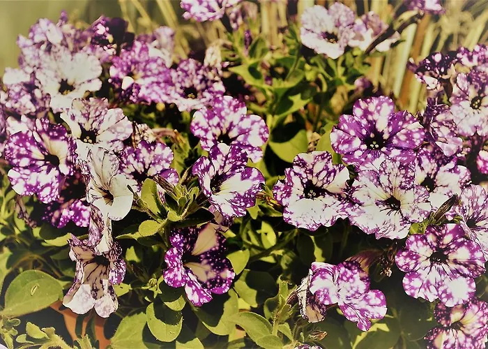 Al Palmento Cruillas 3* Syracuse