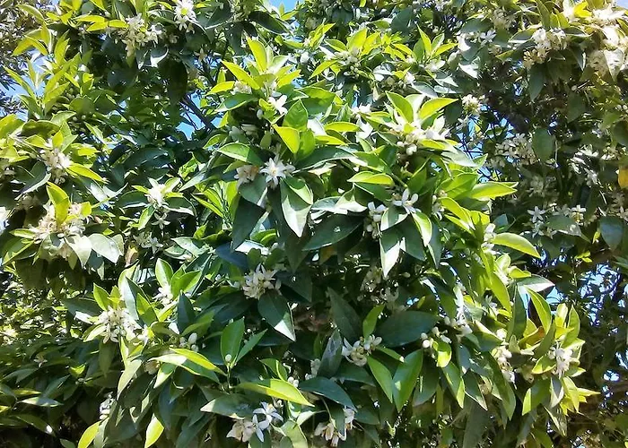 Bed & Breakfast Al Palmento Cruillas 3*