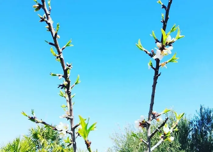 Al Palmento Cruillas