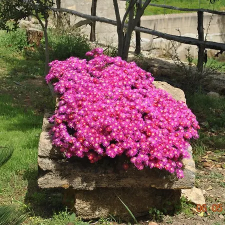 Couette-café Al Palmento Cruillas 3*